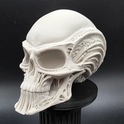 Đầu Người Ngoài Hành Tinh Bộ Xương