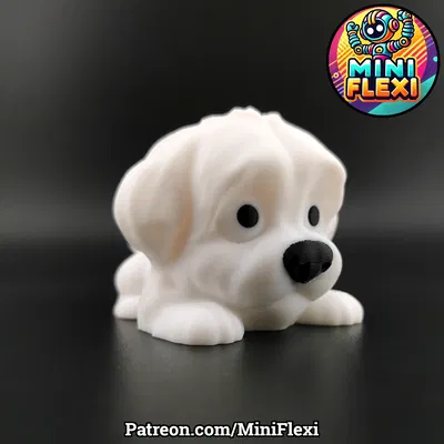 Chó Maltese Mini Flexi - Không Cần Support