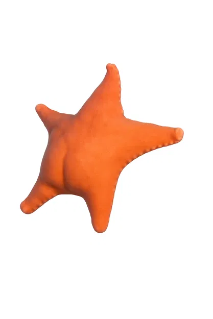 Mô Hình Sao Biển "Estrella de mar culona" Độc Đáo - Image 2