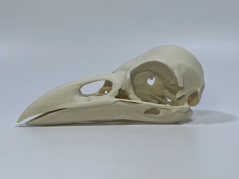 Hộp Sọ Quạ - Bản Remix Từ Quét MicroCT - Image 2