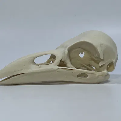 Hộp Sọ Quạ - Bản Remix Từ Quét MicroCT