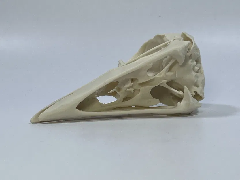 Hộp Sọ Quạ - Bản Remix Từ Quét MicroCT - Image 3