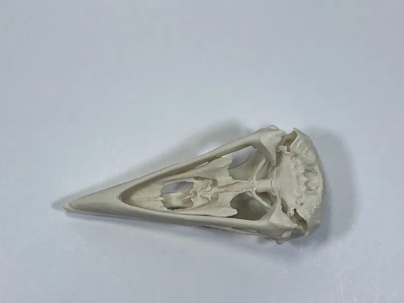 Hộp Sọ Quạ - Bản Remix Từ Quét MicroCT - Image 4