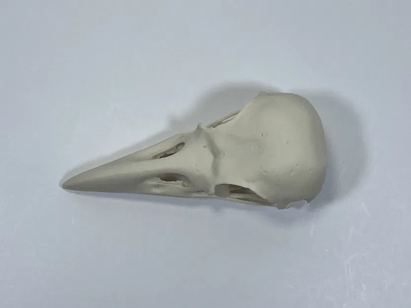 Hộp Sọ Quạ - Bản Remix Từ Quét MicroCT - Image 5