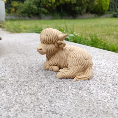 Bò Cao Nguyên – Tư Thế Thư Giãn