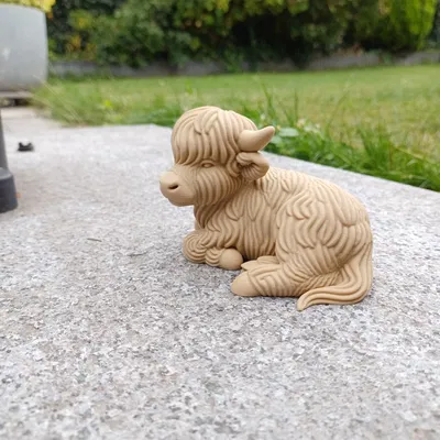 Bò Cao Nguyên – Tư Thế Thư Giãn