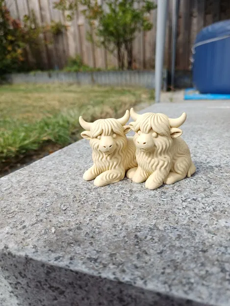 Cặp Đôi Bò Cao Nguyên - Lông Xù Gấp Đôi - Image 1