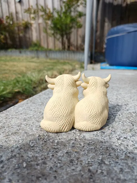 Cặp Đôi Bò Cao Nguyên - Lông Xù Gấp Đôi - Image 2