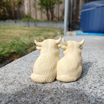 Cặp Đôi Bò Cao Nguyên - Lông Xù Gấp Đôi