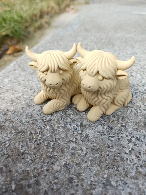 Cặp Đôi Bò Cao Nguyên - Lông Xù Gấp Đôi - Image 3