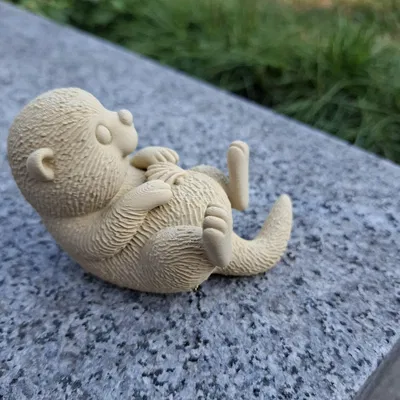 Rái Cá Biển Ôm Vỏ Sò