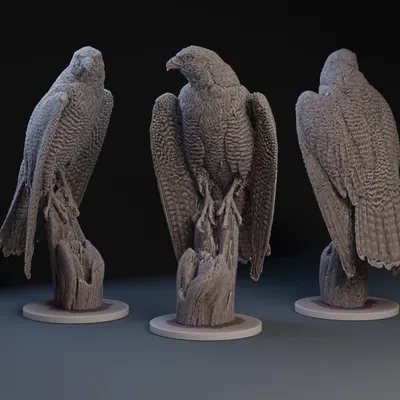 Chim Ưng Lông Mượt