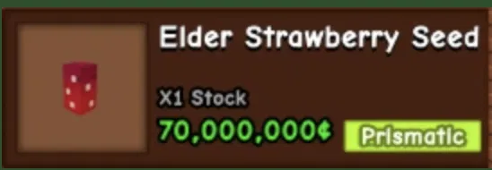 Trồng Dâu Tây Elder Trong Vườn - Image 4