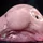 Blobfish_3396469