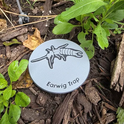 Bẫy Rệp Tai - Bẫy Đào Hố Tự Chế Cho Vườn