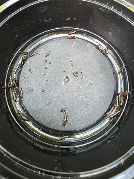 Bẫy Rệp Tai - Bẫy Đào Hố Tự Chế Cho Vườn - Image 10