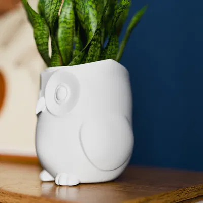 Chậu Cây Trong Nhà Hình Cú