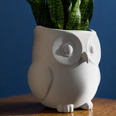 Chậu Cây Trong Nhà Hình Cú