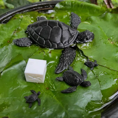 Rùa Tí Hon Khớp Nối Mini