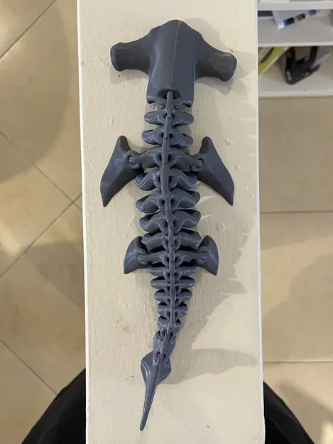 Xương Cá Mập Đầu Búa - Image 4