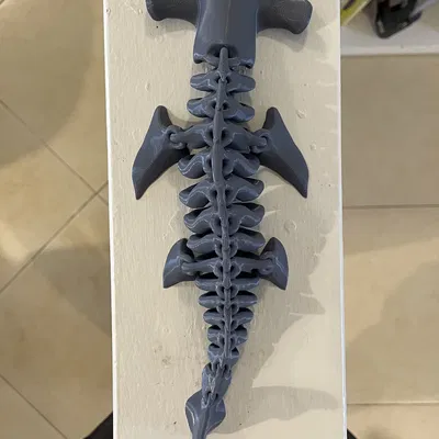 Xương Cá Mập Đầu Búa