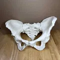 Xương Chậu Nữ Visible Human Kích Thước Thật - Thumbnail 1