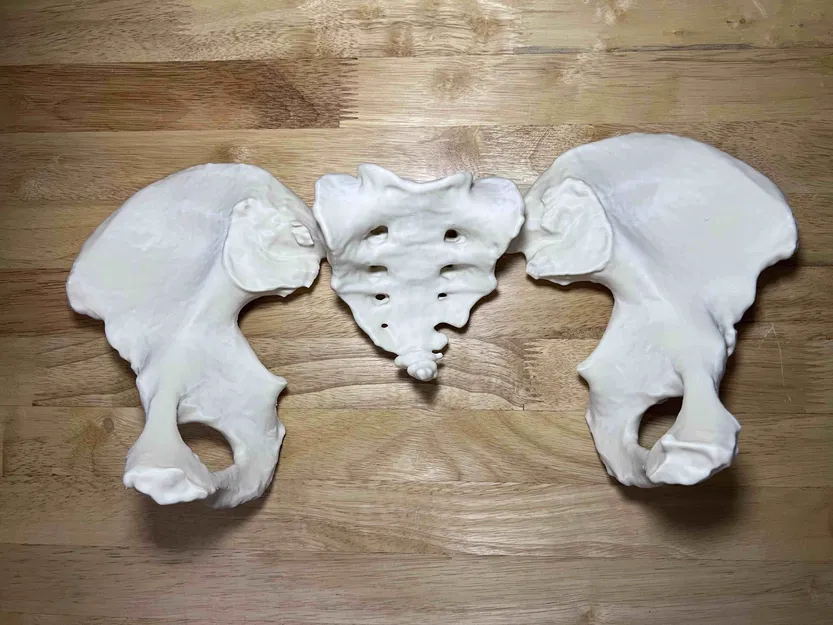 Xương Chậu Nữ Visible Human Kích Thước Thật - Image 2