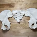 Xương Chậu Nữ Visible Human Kích Thước Thật - Thumbnail 2