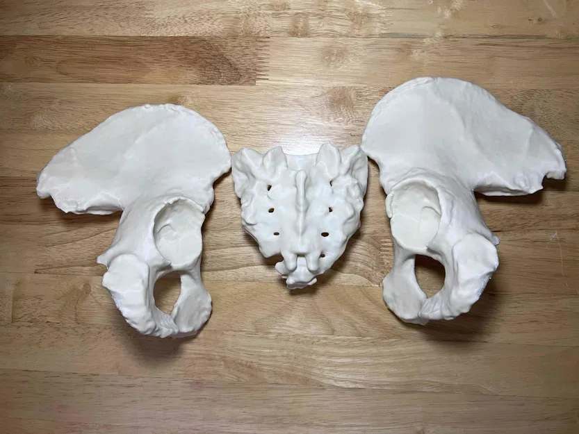 Xương Chậu Nữ Visible Human Kích Thước Thật - Image 3