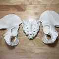 Xương Chậu Nữ Visible Human Kích Thước Thật - Thumbnail 3