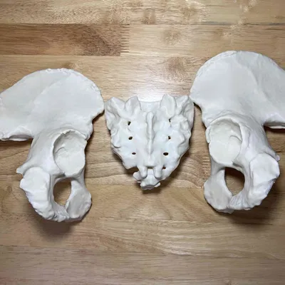 Xương Chậu Nữ Visible Human Kích Thước Thật