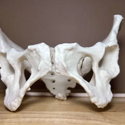 Xương Chậu Nữ Visible Human Kích Thước Thật