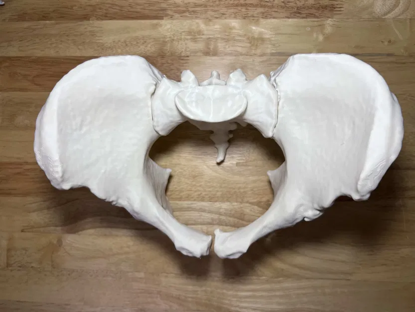 Xương Chậu Nữ Visible Human Kích Thước Thật - Image 5