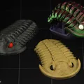 Trilobite Flexiphacops rana - Mô Hình 3D In 3D Linh Hoạt - Thumbnail 1