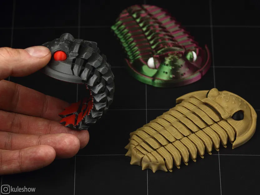 Trilobite Flexiphacops rana - Mô Hình 3D In 3D Linh Hoạt - Image 2