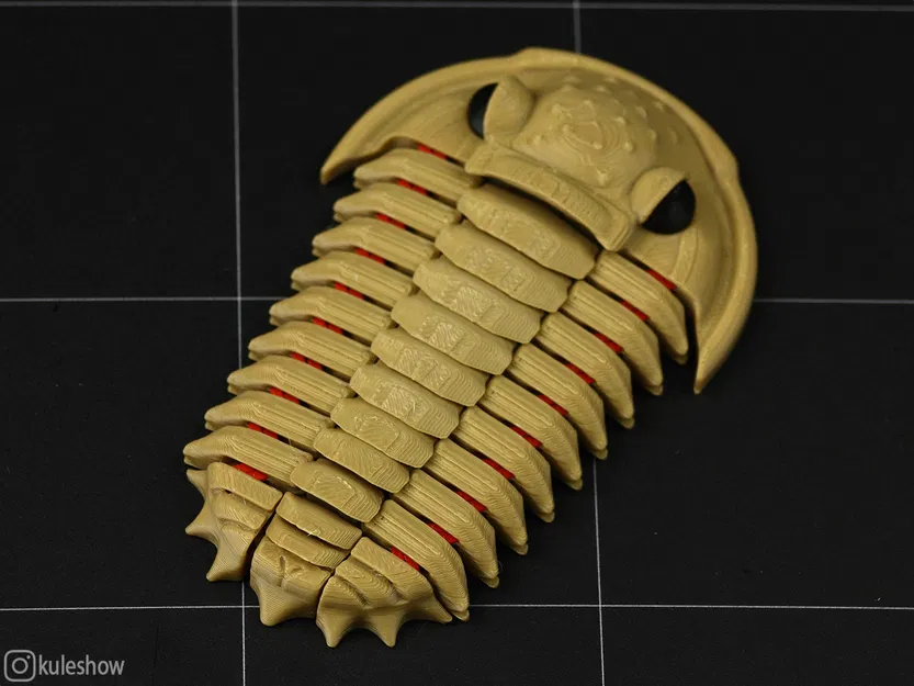 Trilobite Flexiphacops rana - Mô Hình 3D In 3D Linh Hoạt - Image 3