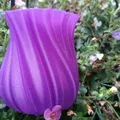 Bông Hoa Chế Độ "Vase Mode" - Thumbnail 2
