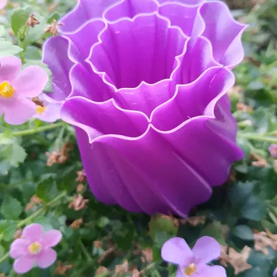 Bông Hoa Chế Độ "Vase Mode"