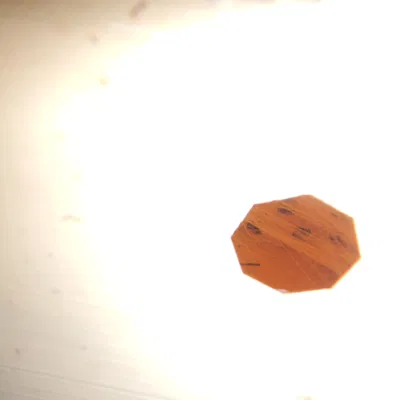 Tổ Ong Mới - Mẫu In Độc Đáo Cho Loài Ong