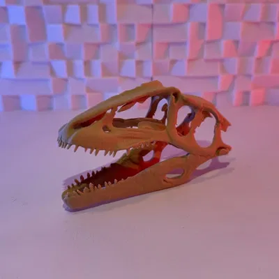 Hộp sọ Gigantosaurus