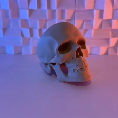 Đầu Lâu Người