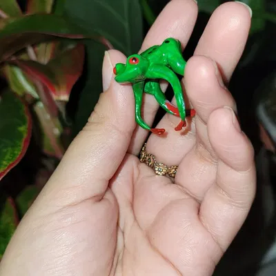 Nhẫn Ếch Cây