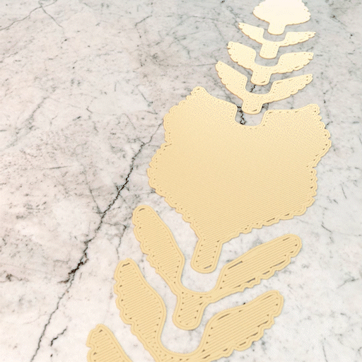 Ốc Sên Châu Phi Khổng Lồ Khớp Nối (Giant Articulated African Snail) - Image 2