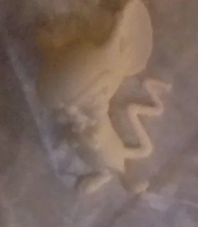 Tượng Pinky và Não - Image 2