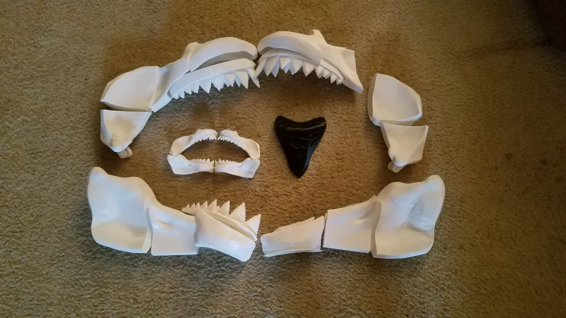 Cá Mập Trắng Khổng Lồ Có Thể Tỷ Lệ - Image 33