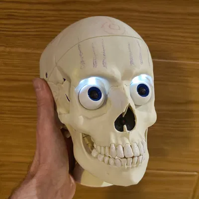 Skully - Đầu lâu rô-bốt tương tác hoạt hình