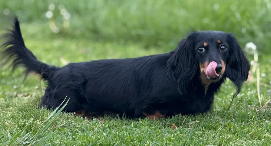 Móc Treo Tường Chó Dachshund Lông Dài - Image 2