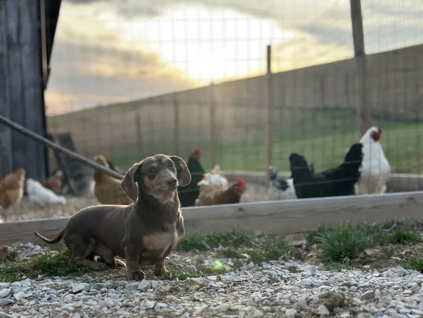 Treo Tường Chó Dachshund Lông Ngắn - Image 5