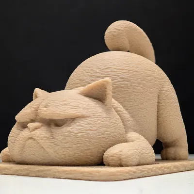 Mèo Cau Có Tập Yoga