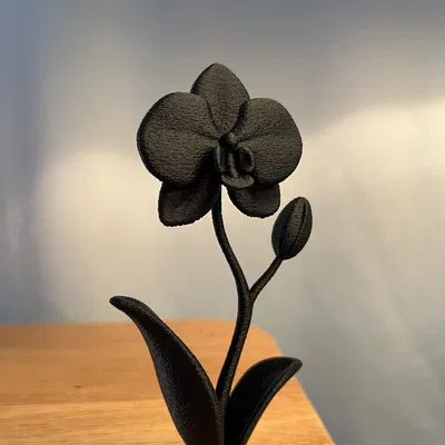 Chậu Hoa Lan Trang Trí Decor